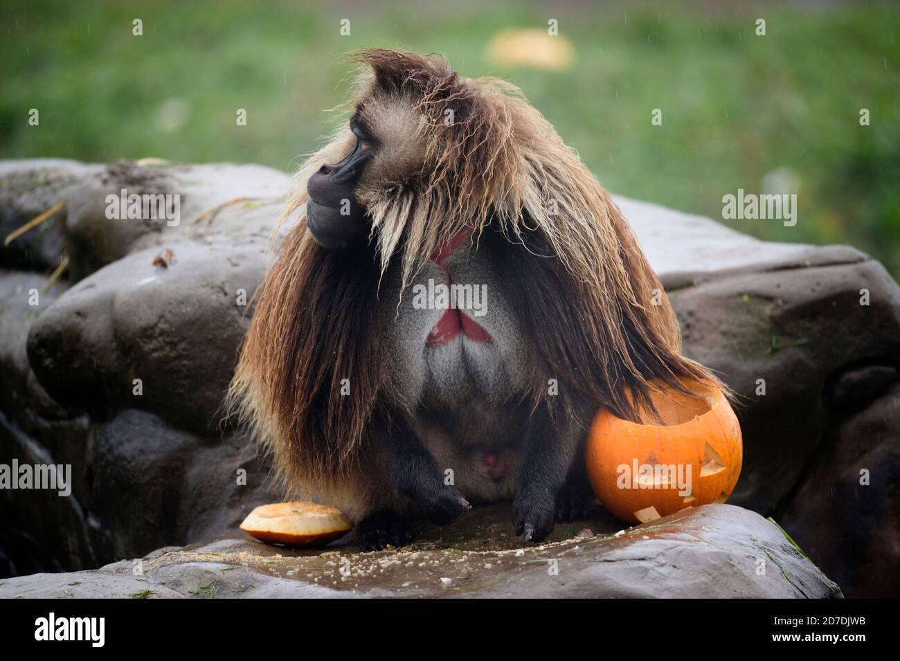 Los "babuinos" gelada en el Wild Place Project cerca de Bristol Investigue las golosinas de calabaza en la acumulación hasta Halloween en el conservación y educación Foto de stock