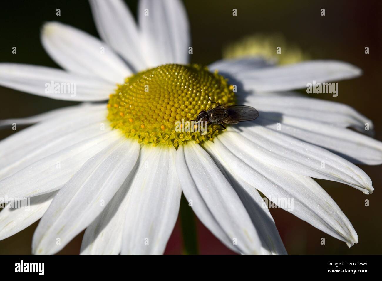 ¡Daisy con una mosca que recibe su polen! Escocia. Fotografiado en la naturaleza Foto de stock