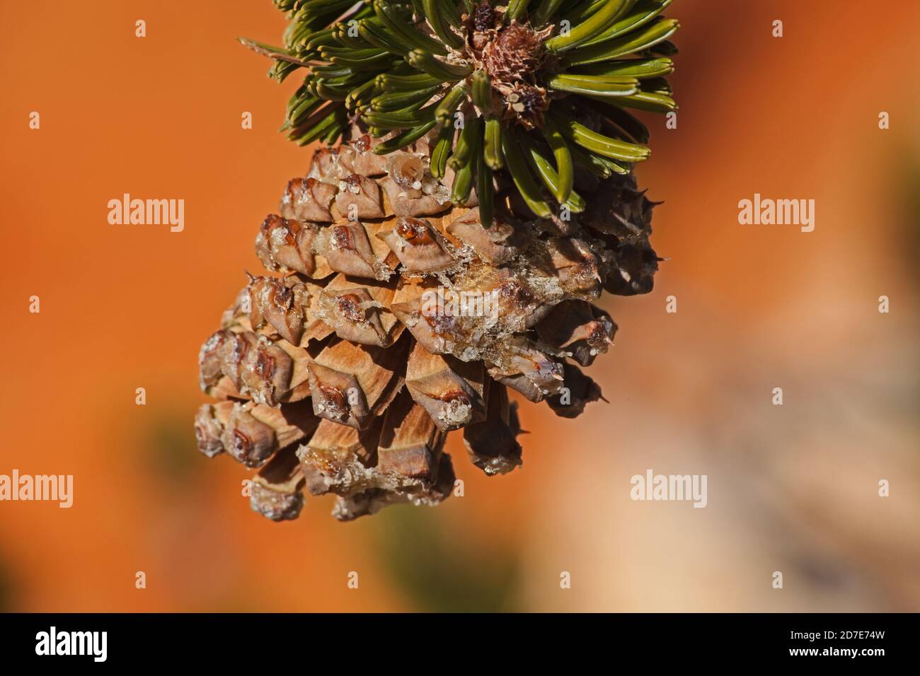 Cono de pino de cerda (Pinus longaeva) 2388 Foto de stock