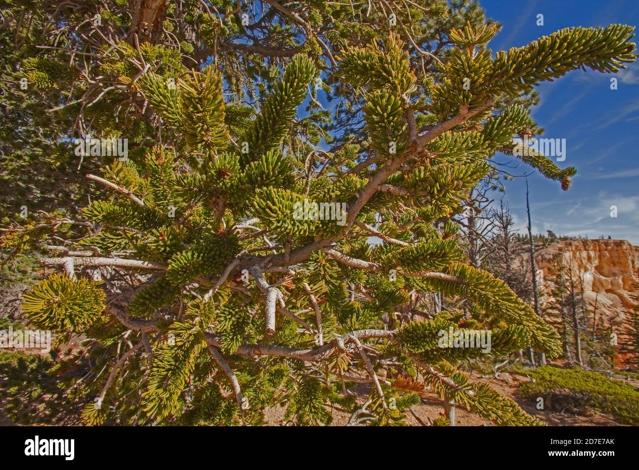 Pino de cerda (Pinus longaeva) 2387 Foto de stock
