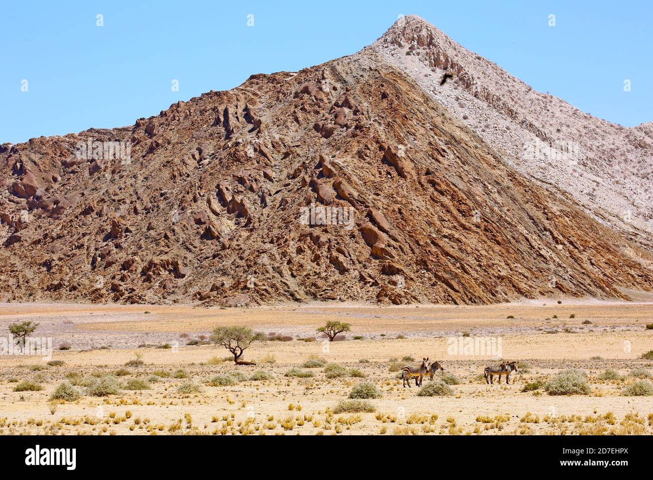 Cebras y paisaje namibiano Foto de stock