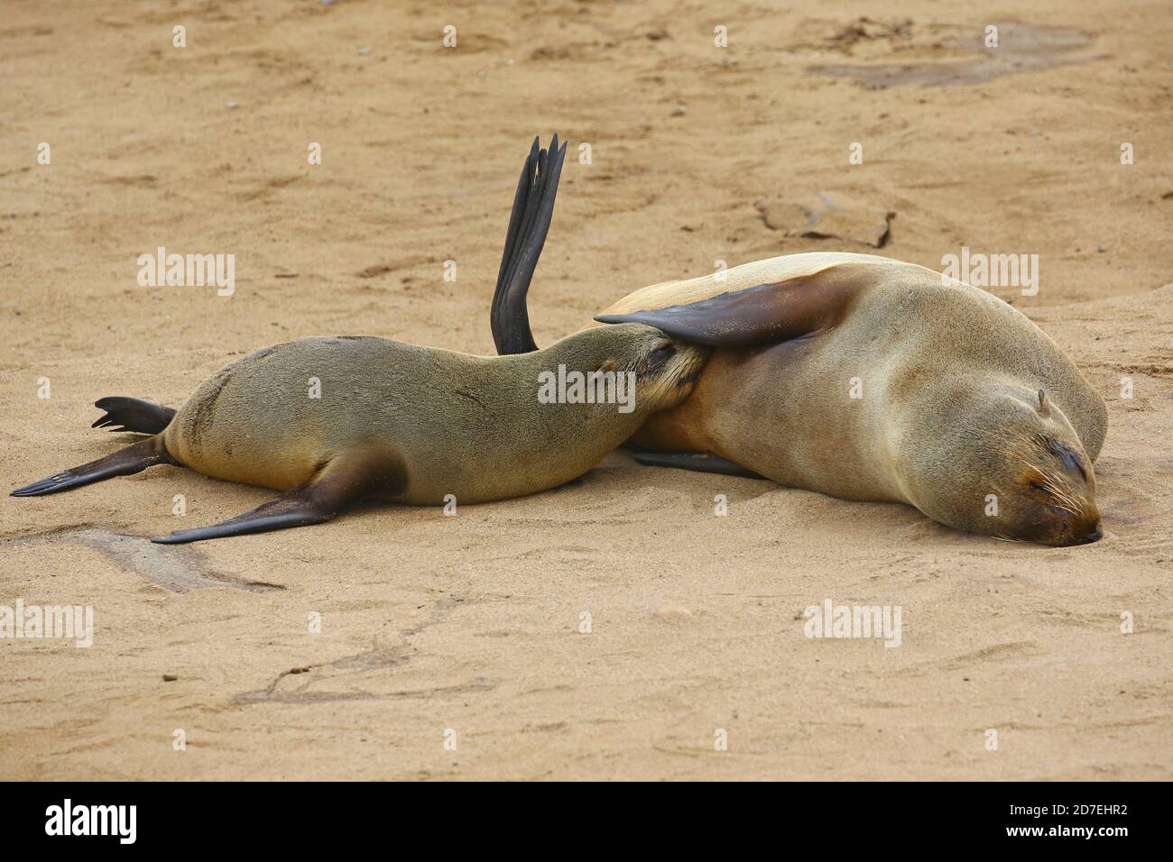 Bebe Leon Marino Fotos E Imagenes De Stock Alamy Bebe Leon Marino Fotos E Imagenes De Stock Alamy
