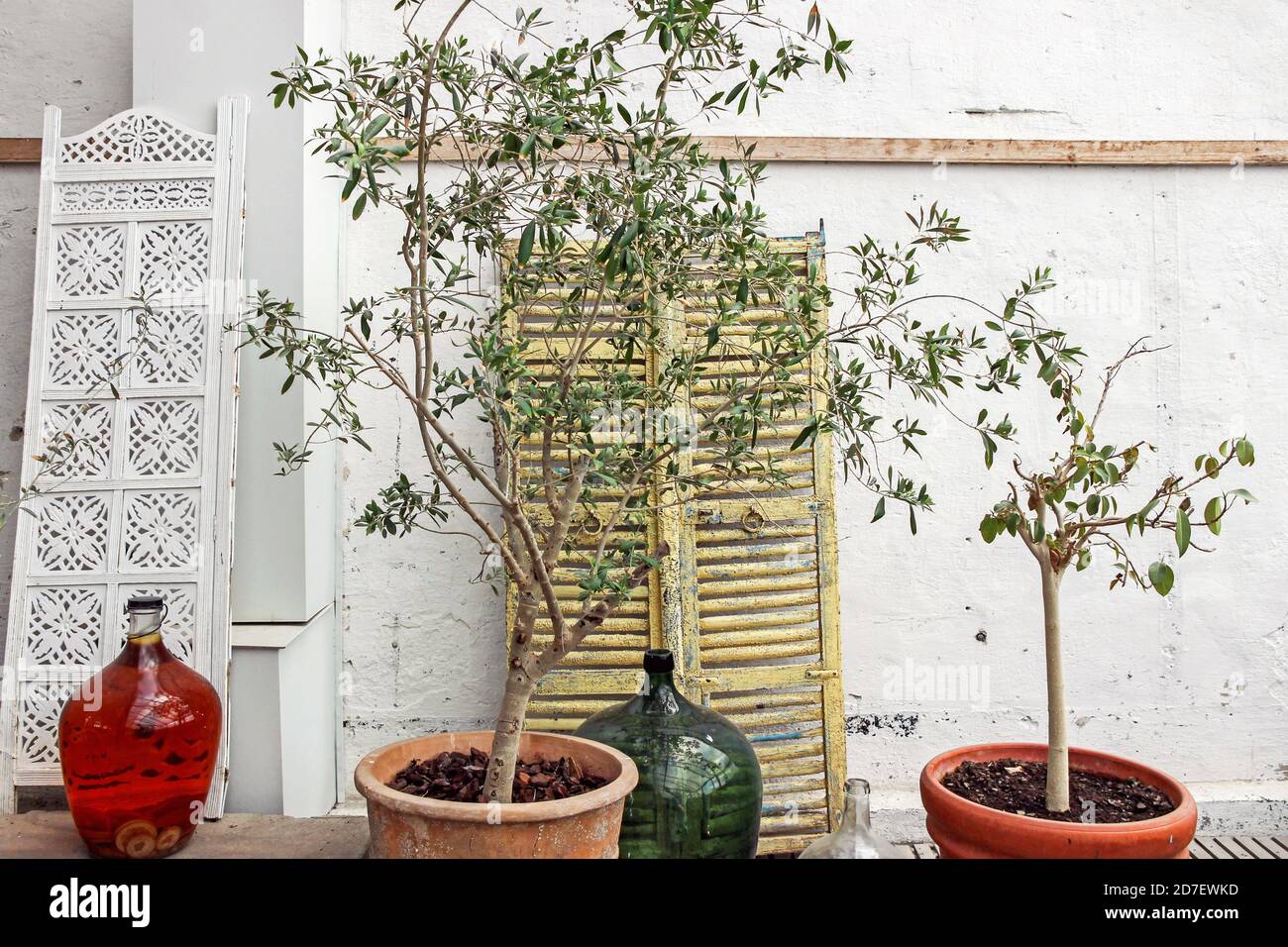 olivo con decoración vintage en el jardín interior Foto de stock