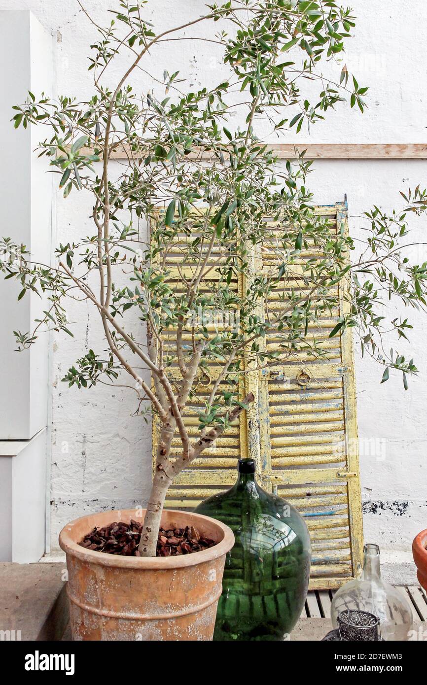 olivo con decoración vintage en el jardín interior Foto de stock