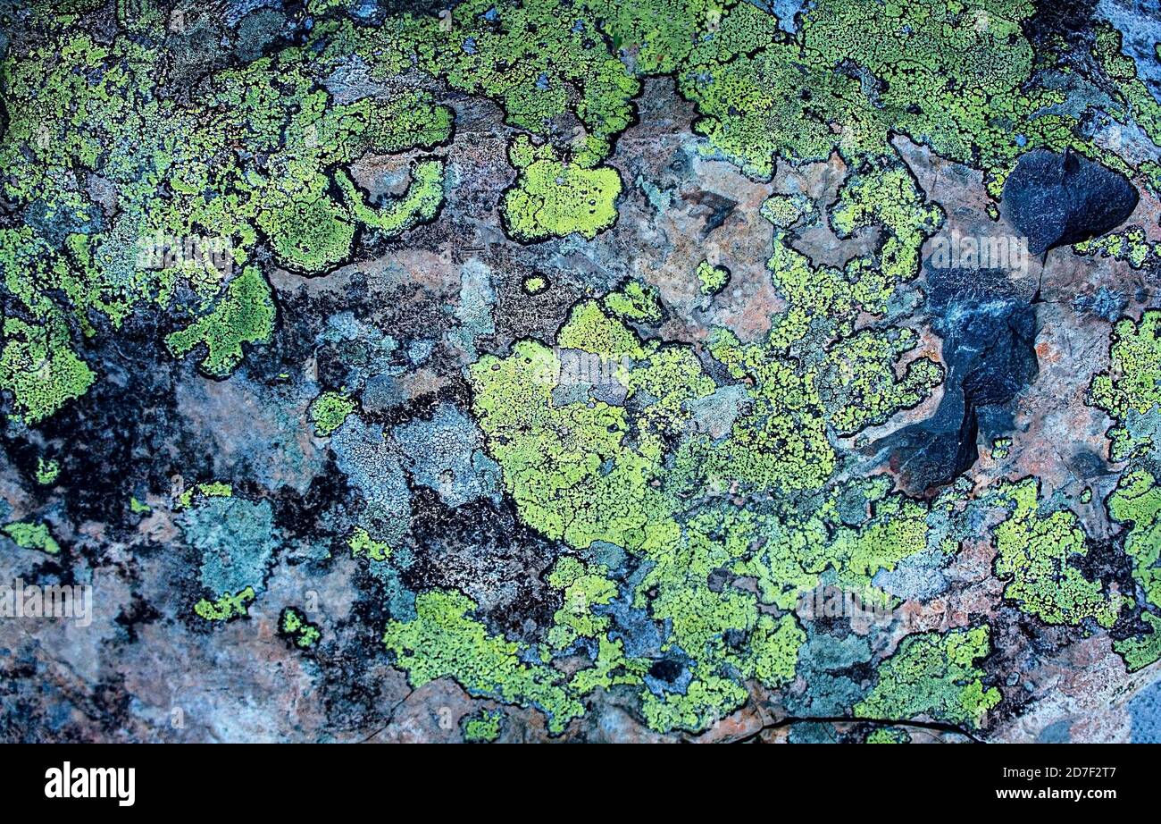 Fondo abstracto, textura de piedra de montaña en líquenes verdes, espacio de copia Foto de stock