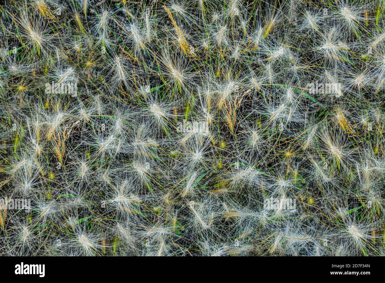 Resumen de fondo de otoño de hierba de cebada seca. Patrón de espiras de cebada, papel pintado, espacio de copia. Foto de stock