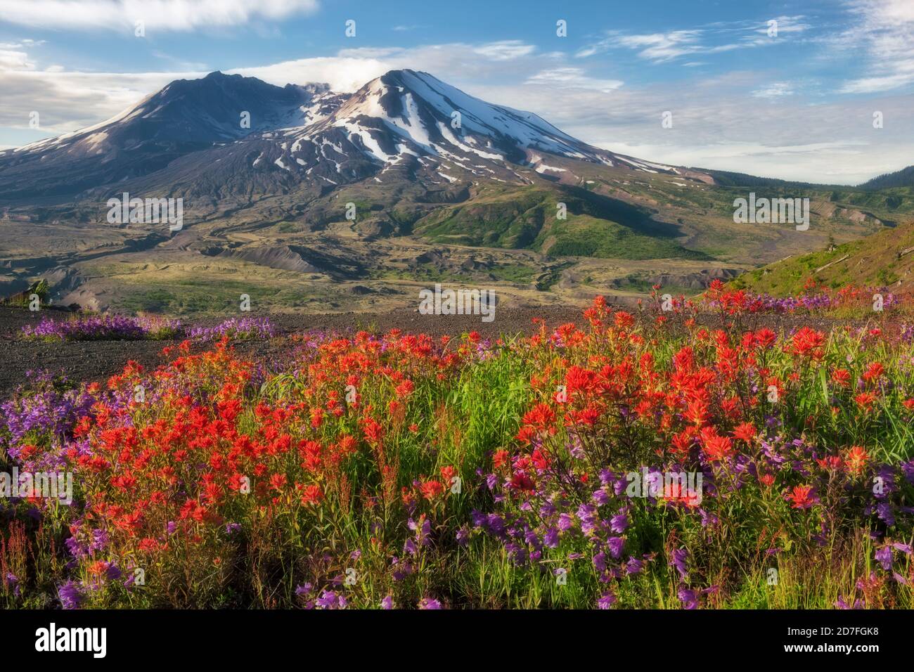 Flor pico de tallo púrpura y pincel rojo indio a lo largo de Johnston Ridge en el Monumento Nacional volcánico Monte St Helens de Washington. Foto de stock