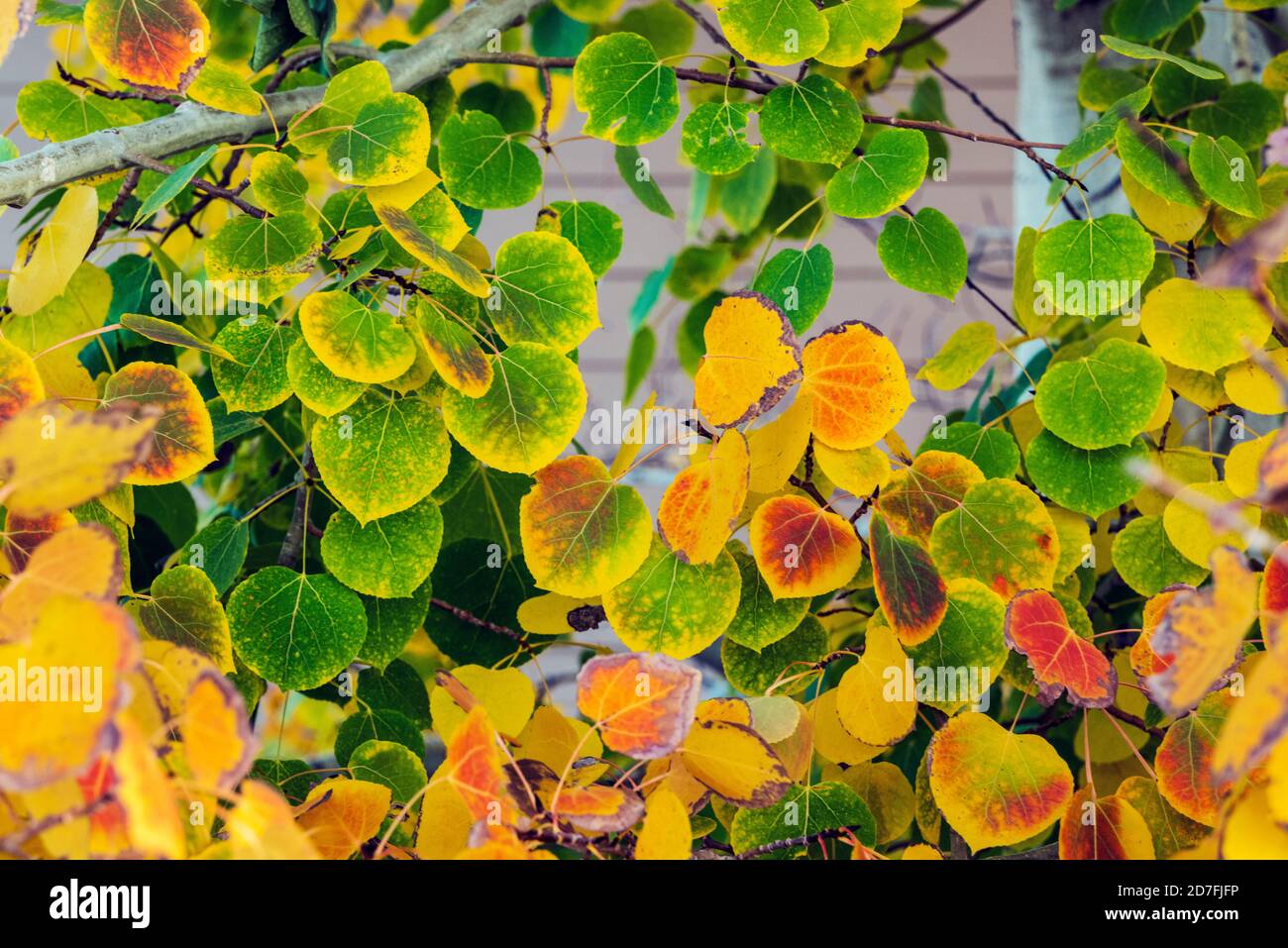 Aspen las hojas del árbol en otoño de color Foto de stock