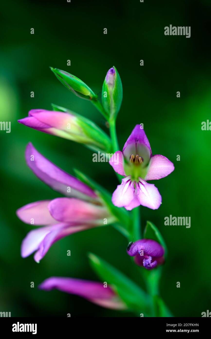 Gladiolus communis subespecie byzantinus,flores rosadas gladiolus,flores rosadas gladiolus,flores silvestres,RM Floral Foto de stock