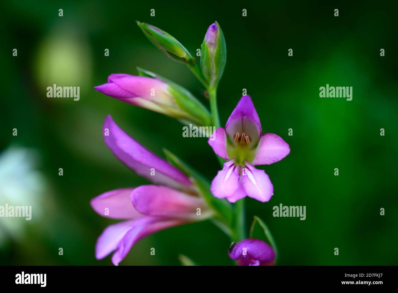 Gladiolus communis subespecie byzantinus,flores rosadas gladiolus,flores rosadas gladiolus,flores silvestres,RM Floral Foto de stock