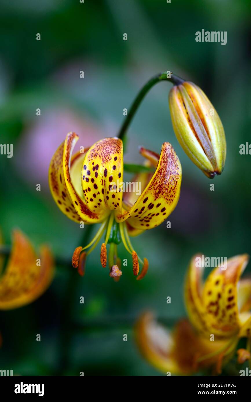 Lilium Martagon Guinea Oro, lirio, lirios, amarillo naranja, flores, flores, perenne, verano, sombra, sombra, gorra turca, RM Floral Foto de stock