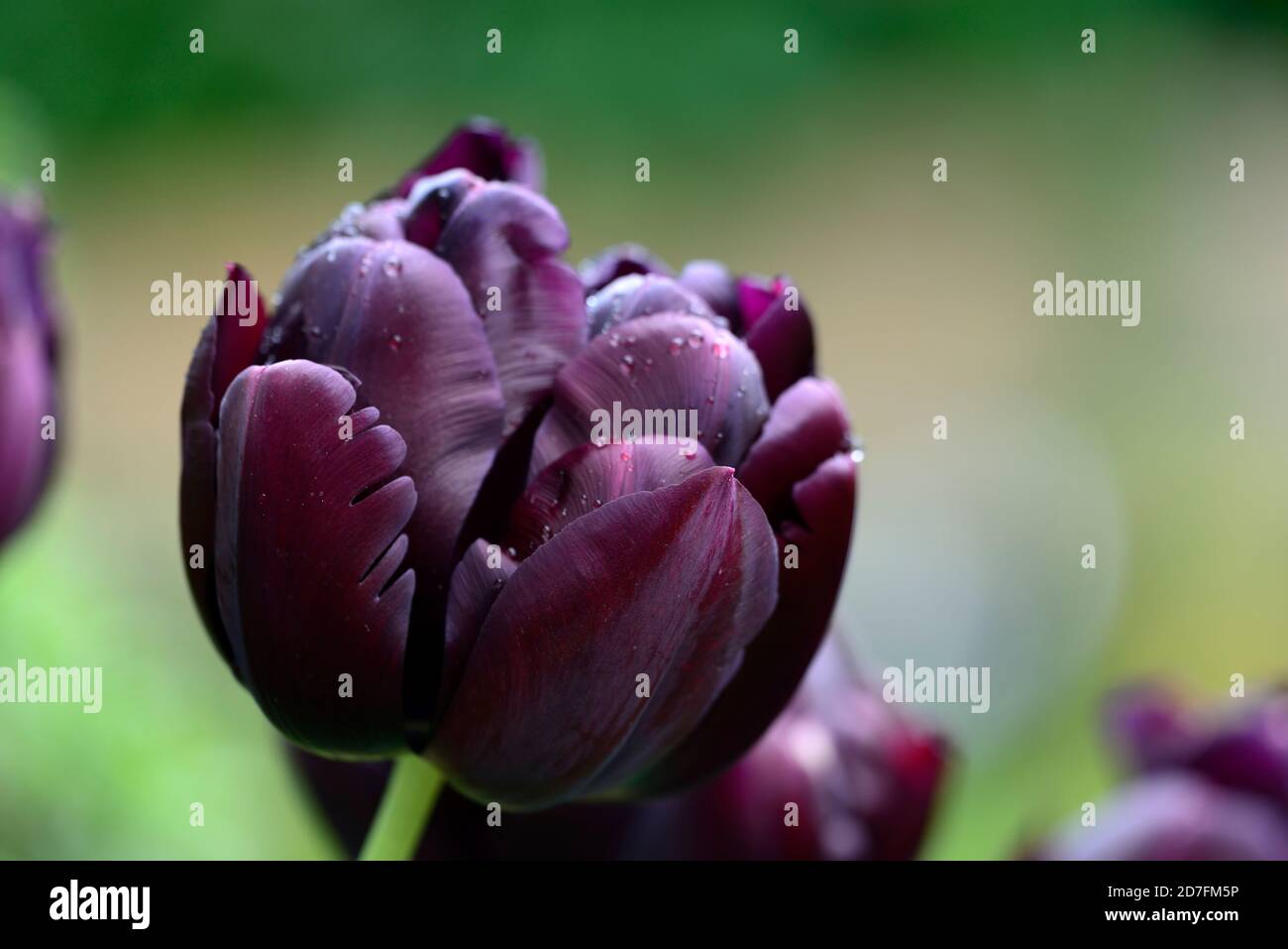 Tulipa negro héroe, tulipán negro héroe, tulipán doble tarde, tulipanes  dobles, marrón oscuro, marrón-negro, color oscuro, colores, tulipanes,  flores, flores, flores, RM Floral Fotografía de stock - Alamy