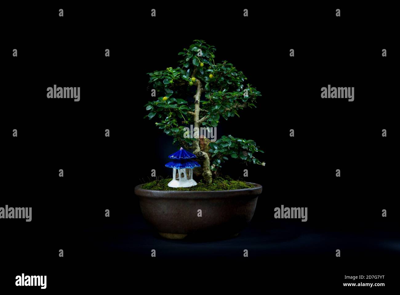 Gardening horticulture close up bonsai fotografías e imágenes de alta  resolución - Alamy