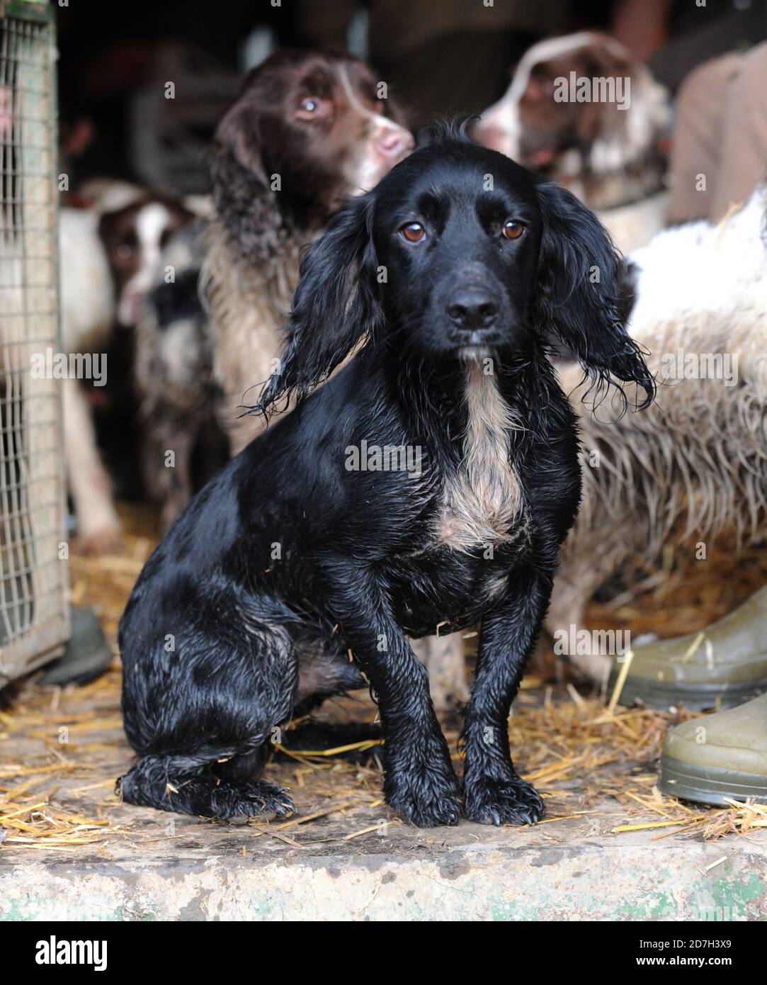 Perros del arma Foto de stock