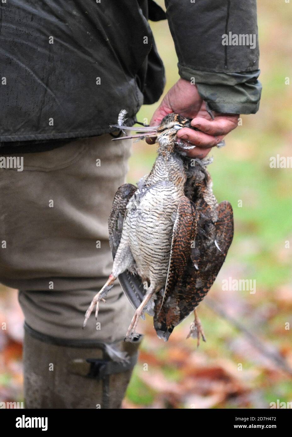 Los guardas de Aswarby disparan 30.01.14 pájaros de pollito Foto de stock