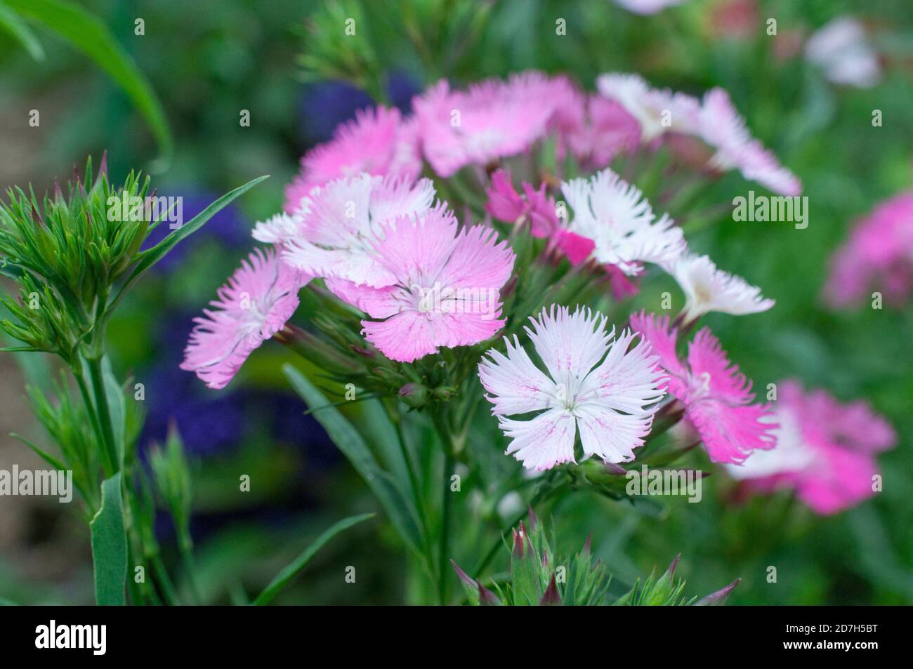 Clavel chino rosa china fotografías e imágenes de alta resolución - Alamy