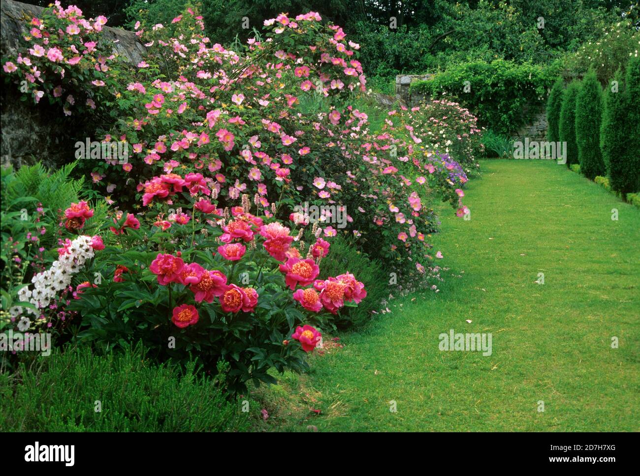 Peonía China (Paeonia lactiflora), Rosa (Rosa x galica) 'complicata', Parc Floral de Haute-Bretagne, Francia Foto de stock