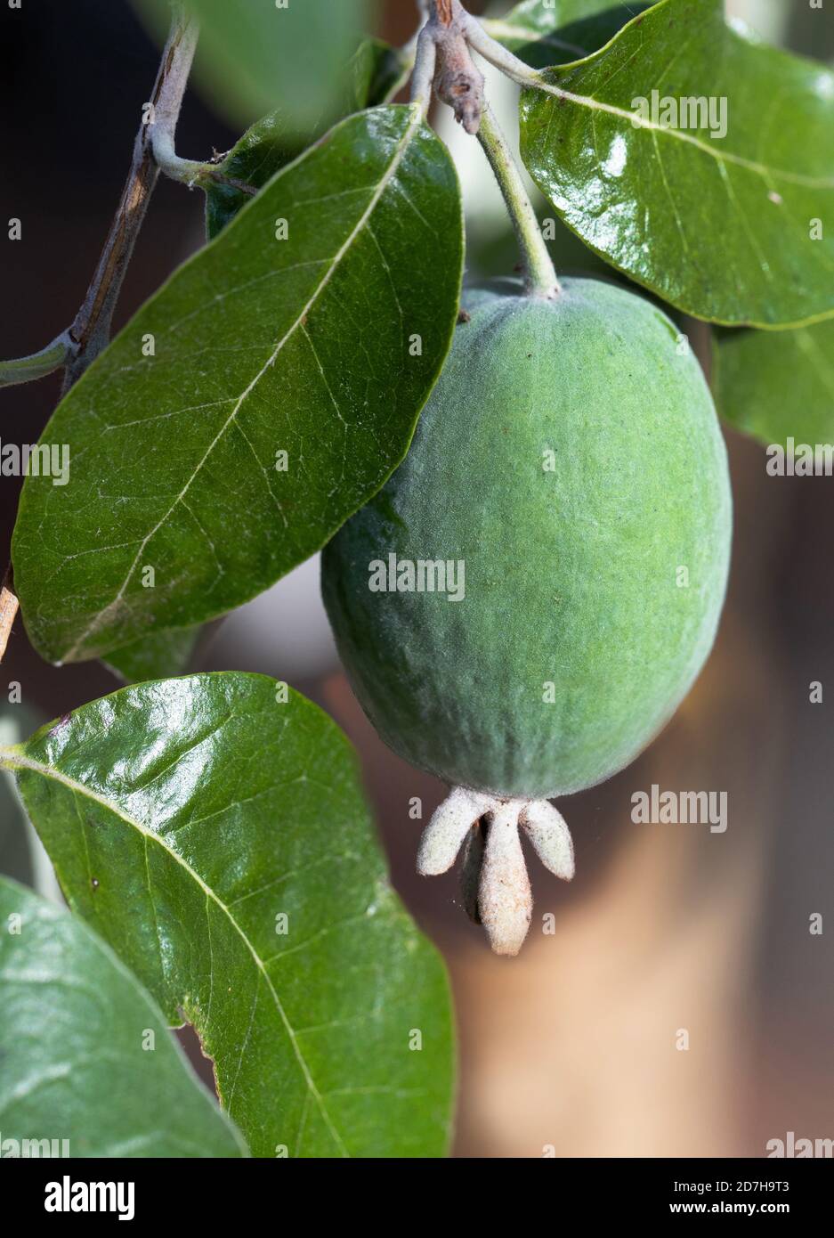 Planta de fruta de guayaba fotografías e imágenes de alta resolución - Alamy