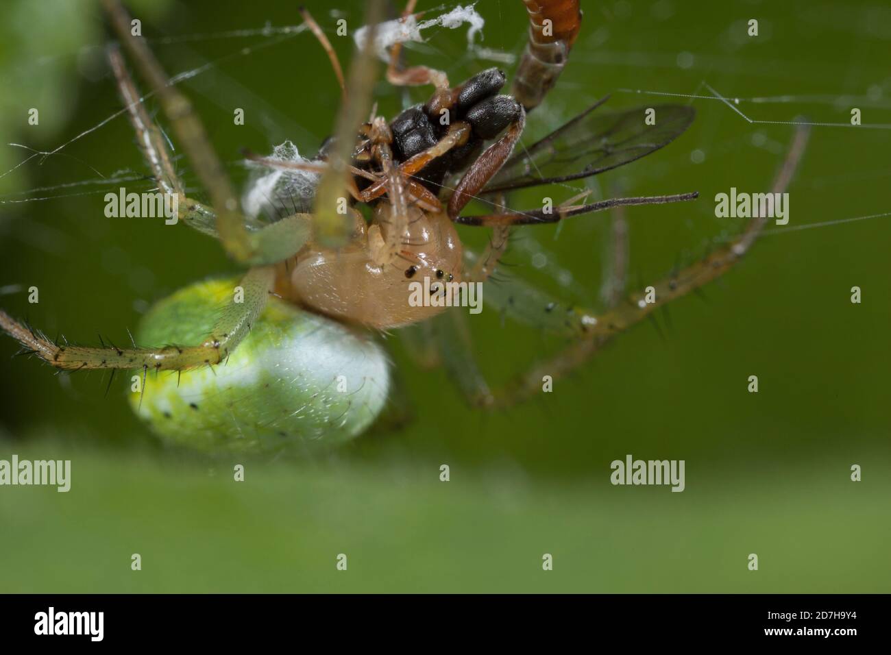 Araña de calabaza, araña de calabaza (Araniella cucurbitina, Araneus cucurbitinus), envuelve presa, Alemania Foto de stock