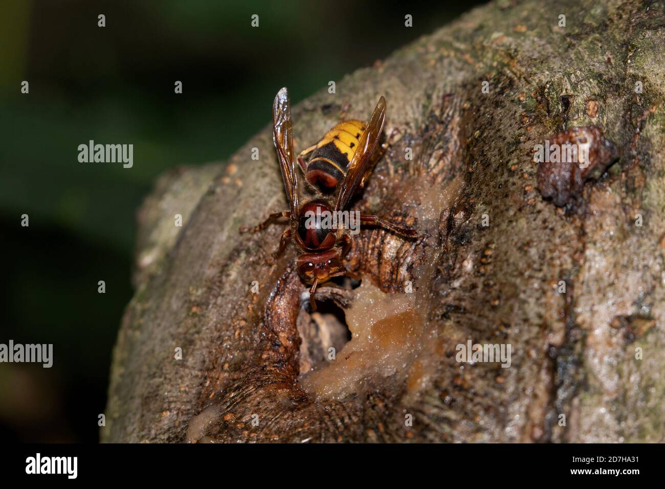 hornet, corneta marrón, corneta europea (Vespa crabro), en una herida de un manzano, Alemania, Baviera Foto de stock