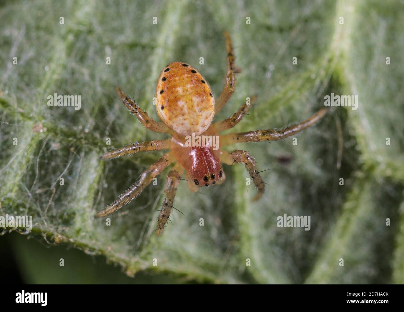 Araña de calabaza, araña de calabaza (Araniella cucurbitina, Araneus cucurbitinus), juvenil, Alemania Foto de stock
