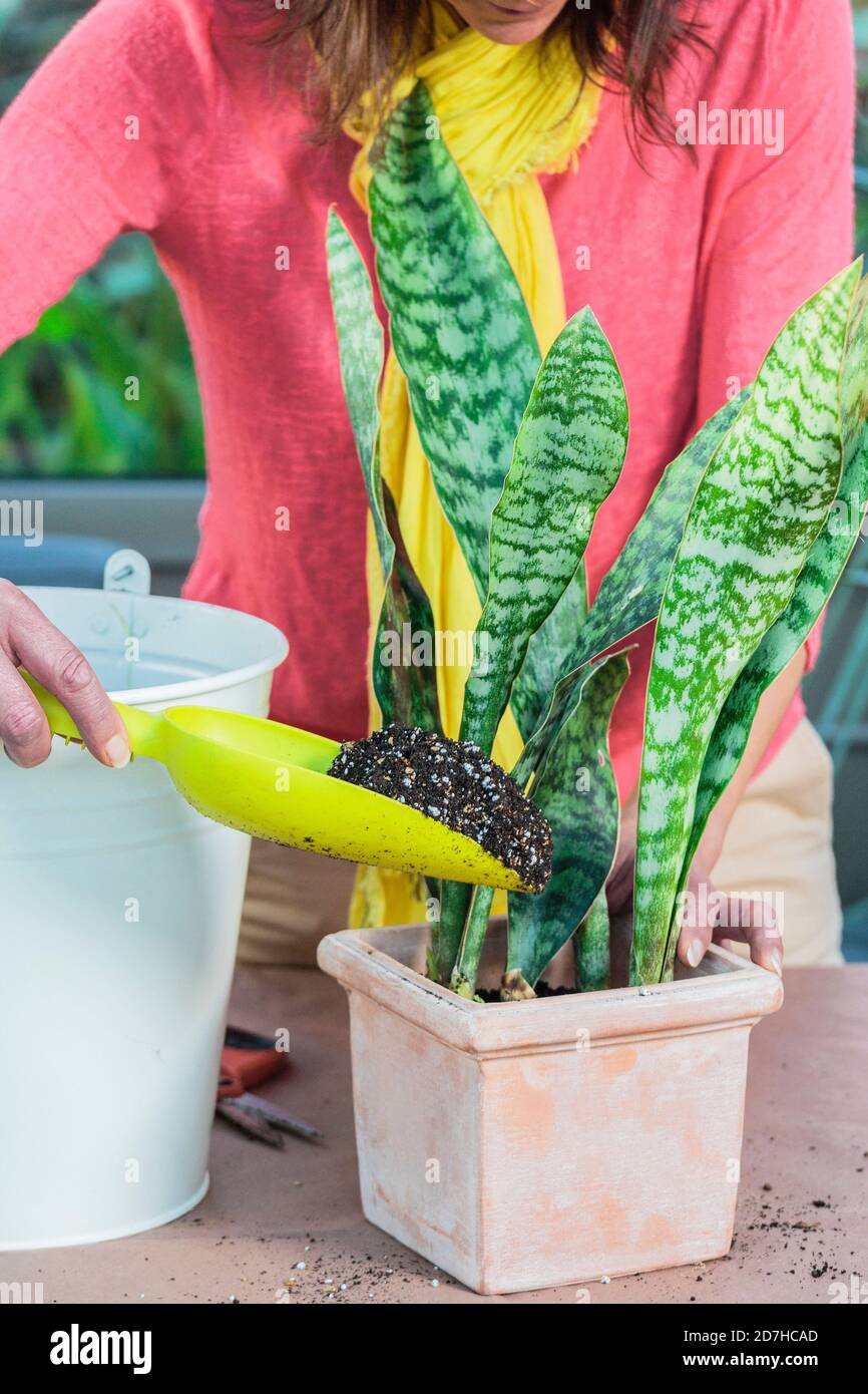 Maceta de una Sansevieria (Sansevieria masoniana) paso a paso. 4: rellenar  con sustrato Fotografía de stock - Alamy