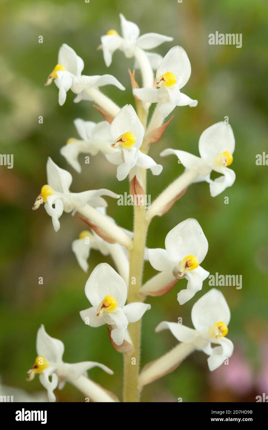 Orquídea joya (Ludisia discolor), flores Fotografía de stock - Alamy