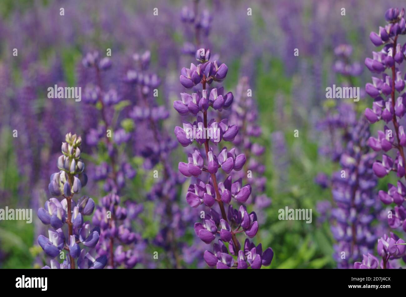 Cerca De Lupinos Purpura En El Campo Dia Soleado Brillante Hierba Verde Bokeh Rusia Fotografia De Stock Alamy