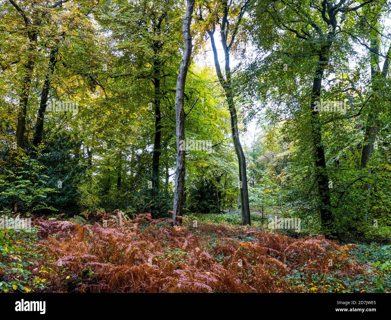Otoño, paisaje de bosques, Marks Corner, Checkendon, Oxfordshire, Inglaterra, Reino Unido, GB. Foto de stock