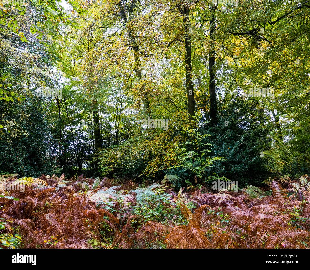 Otoño, paisaje de bosques, Marks Corner, Checkendon, Oxfordshire, Inglaterra, Reino Unido, GB. Foto de stock