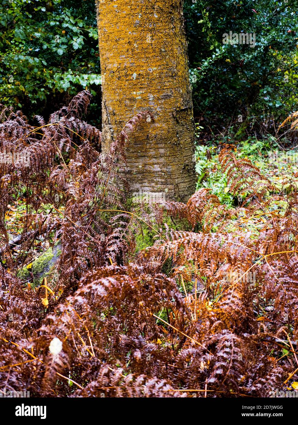 Lichen buena calidad del aire, paisaje del bosque de otoño, Lichen amarillo, maderas, esquina de las marcas, Oxfordshire, Inglaterra, Reino Unido, GB. Foto de stock
