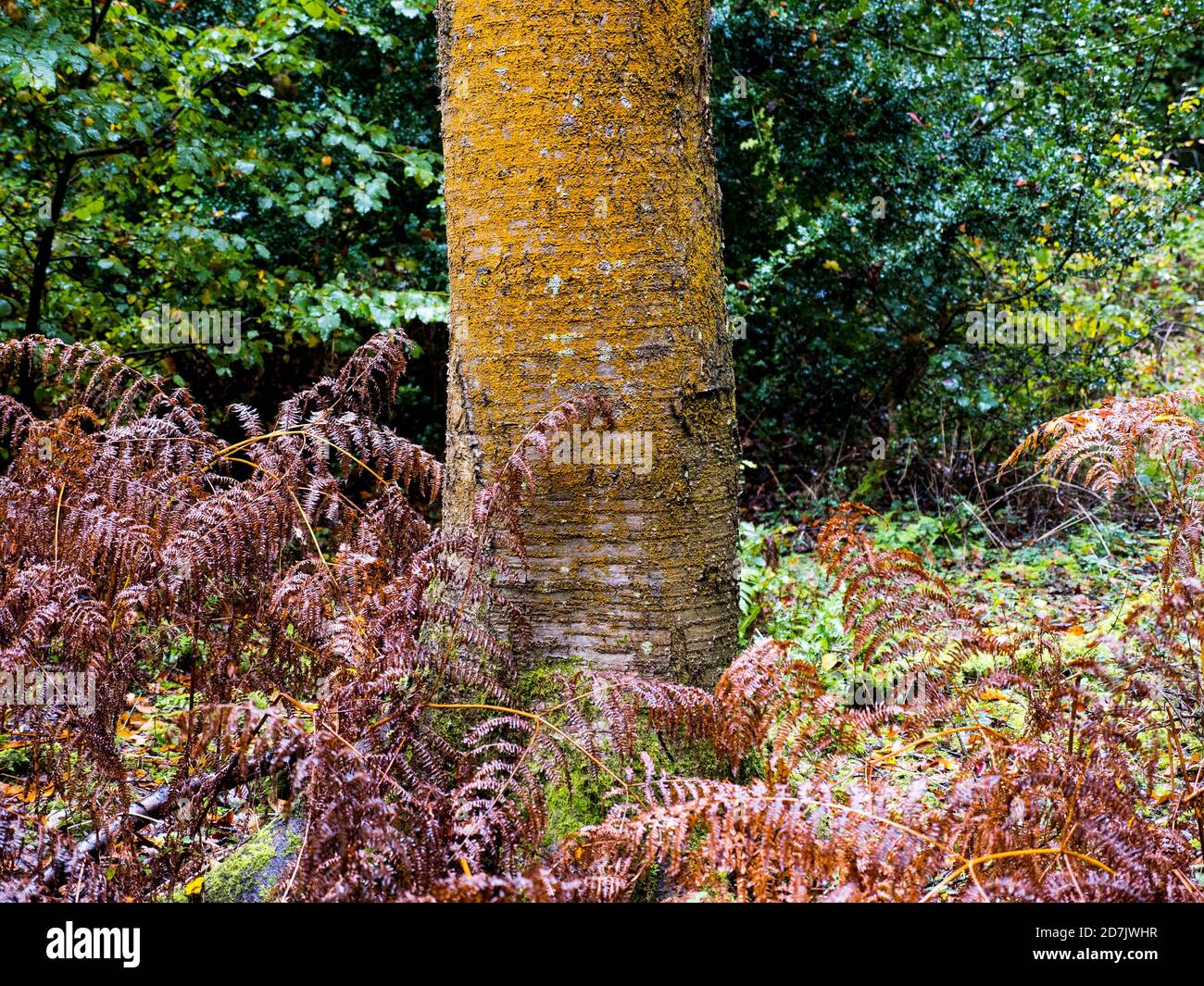 Lichen buena calidad del aire, paisaje del bosque de otoño, Lichen amarillo, maderas, esquina de las marcas, Oxfordshire, Inglaterra, Reino Unido, GB. Foto de stock