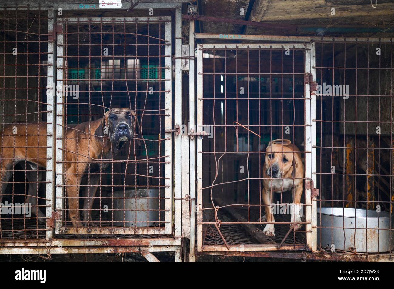 Jaulas para perros fotografías e imágenes de alta resolución - Página 7 -  Alamy