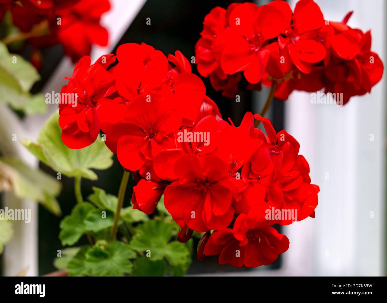 Flores de geranio rojo floreciendo en un pote de flores en el jardín Fotografía de stock - Alamy Flores de geranio rojo floreciendo en un pote de flores en el jardín Fotografía de stock - Alamy