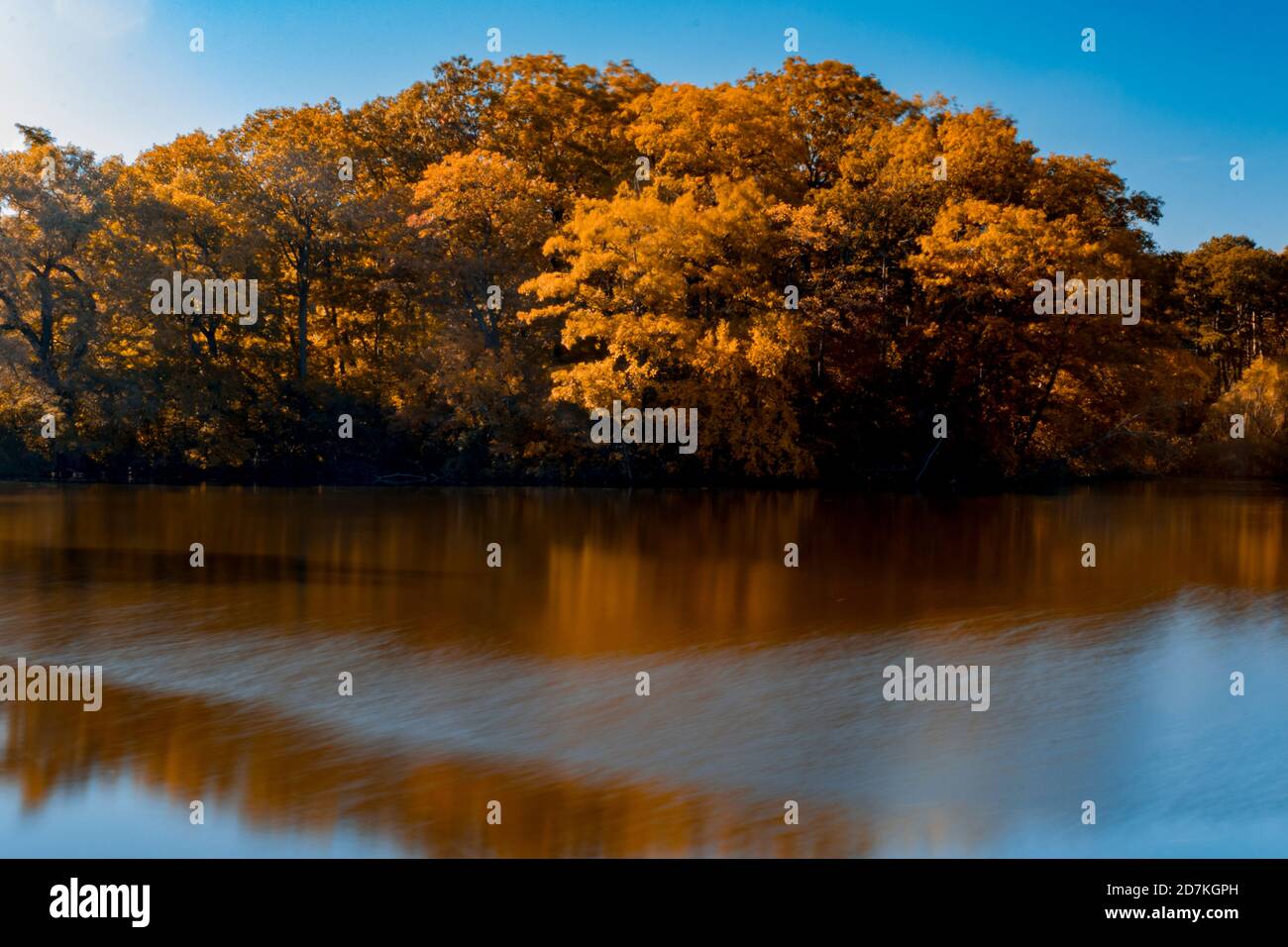 árbol de otoño reflexivo en agua fija Foto de stock