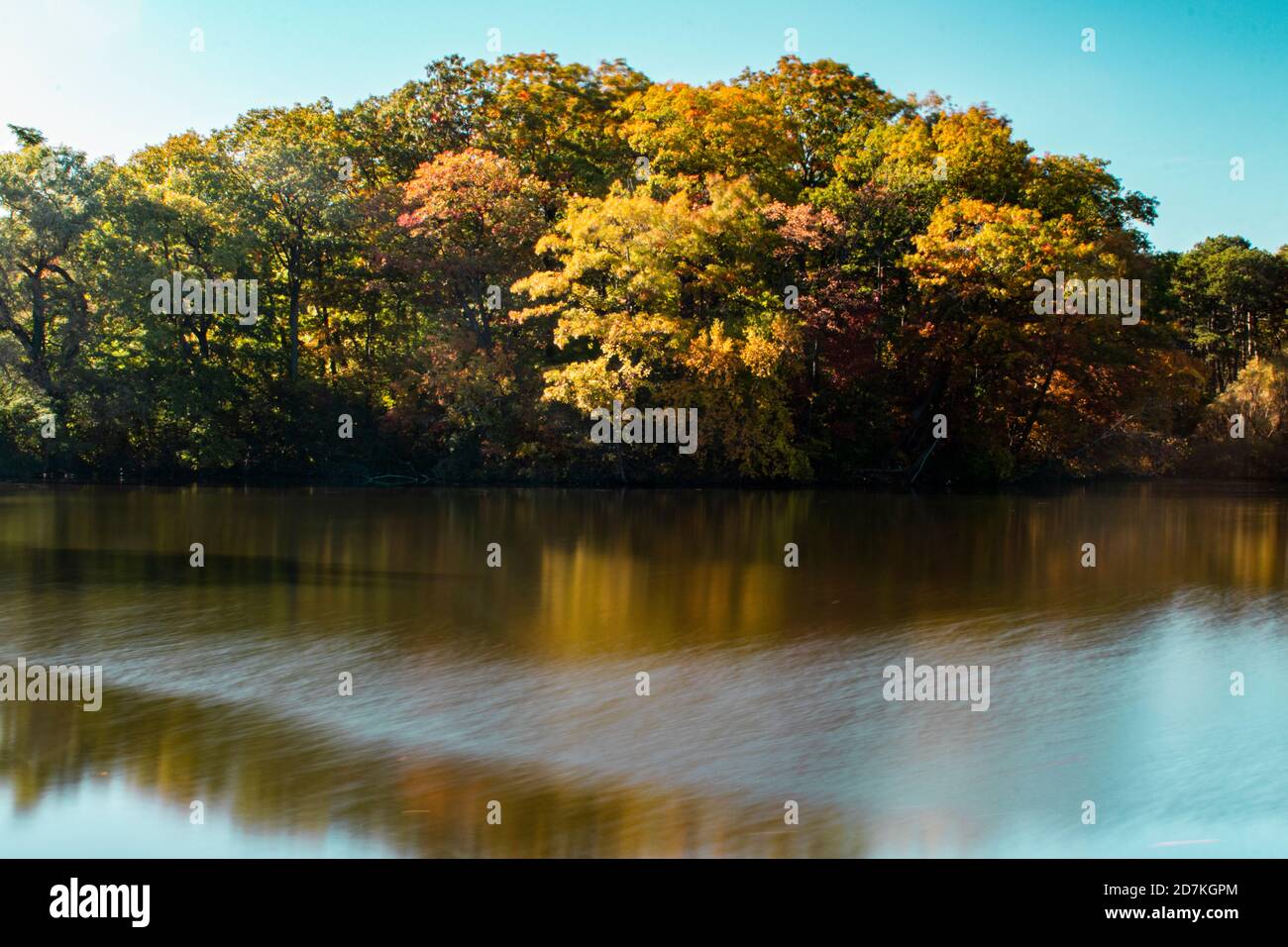 árbol de otoño reflexivo en agua fija Foto de stock