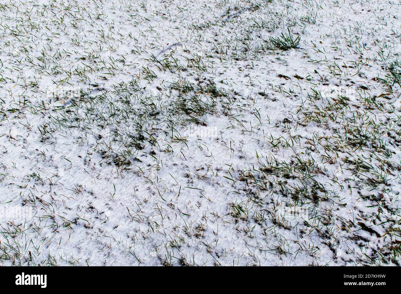 Fondo con la primera nieve cayendo sobre la hierba verde. El invierno ha llegado, con fondo nevado y espacio para copias Foto de stock