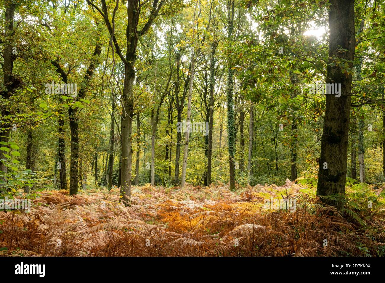 Paisaje de bosques en el bosque de Pamber, Hampshire, Reino Unido, durante el otoño o octubre Foto de stock