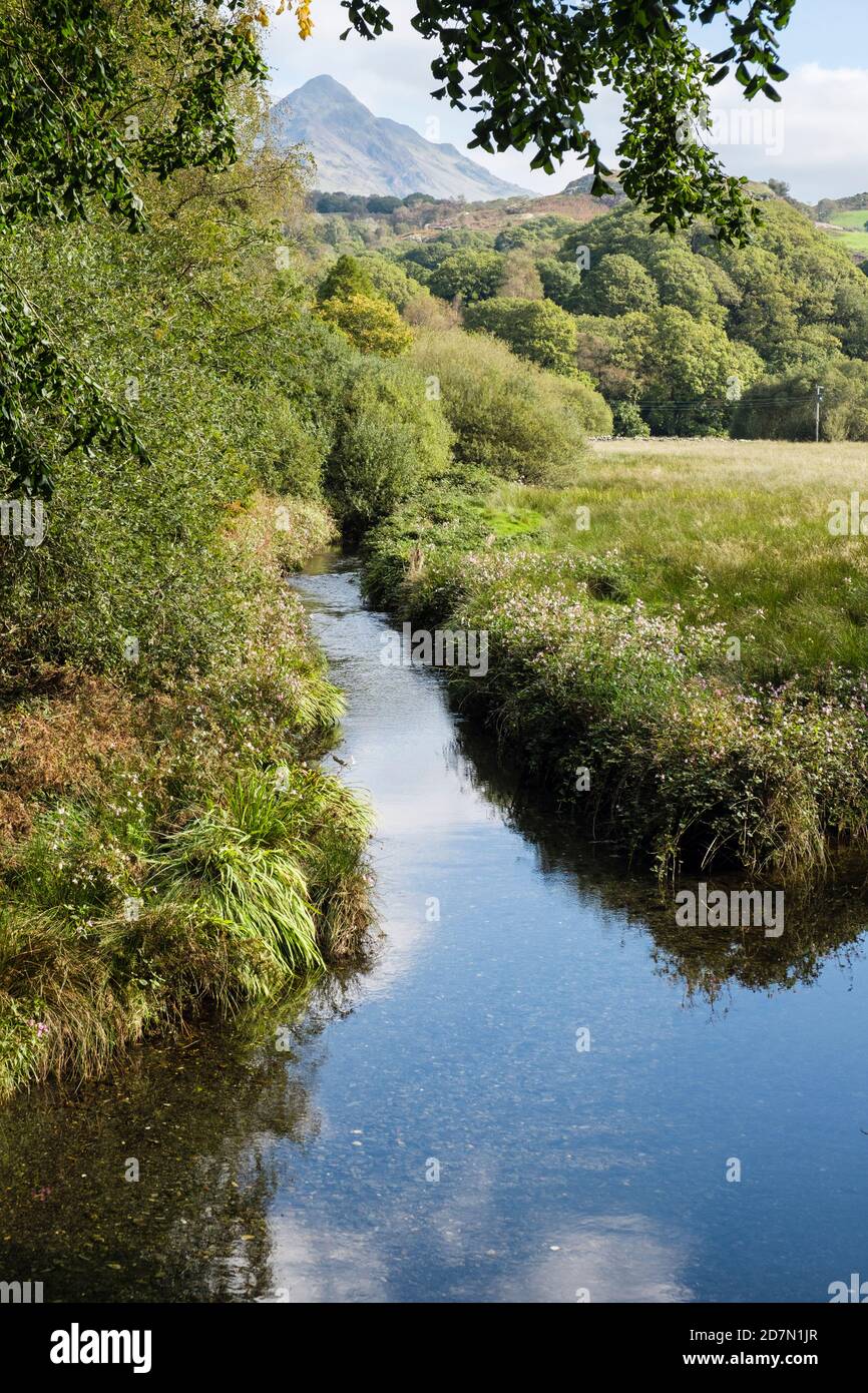 Afon Croesor River bordeado de Himalayan Balsam (Impatiens glandulifera) creciendo en las orillas con Cnicht más allá en Snowdonia. Gwynedd, Gales, Reino Unido Foto de stock