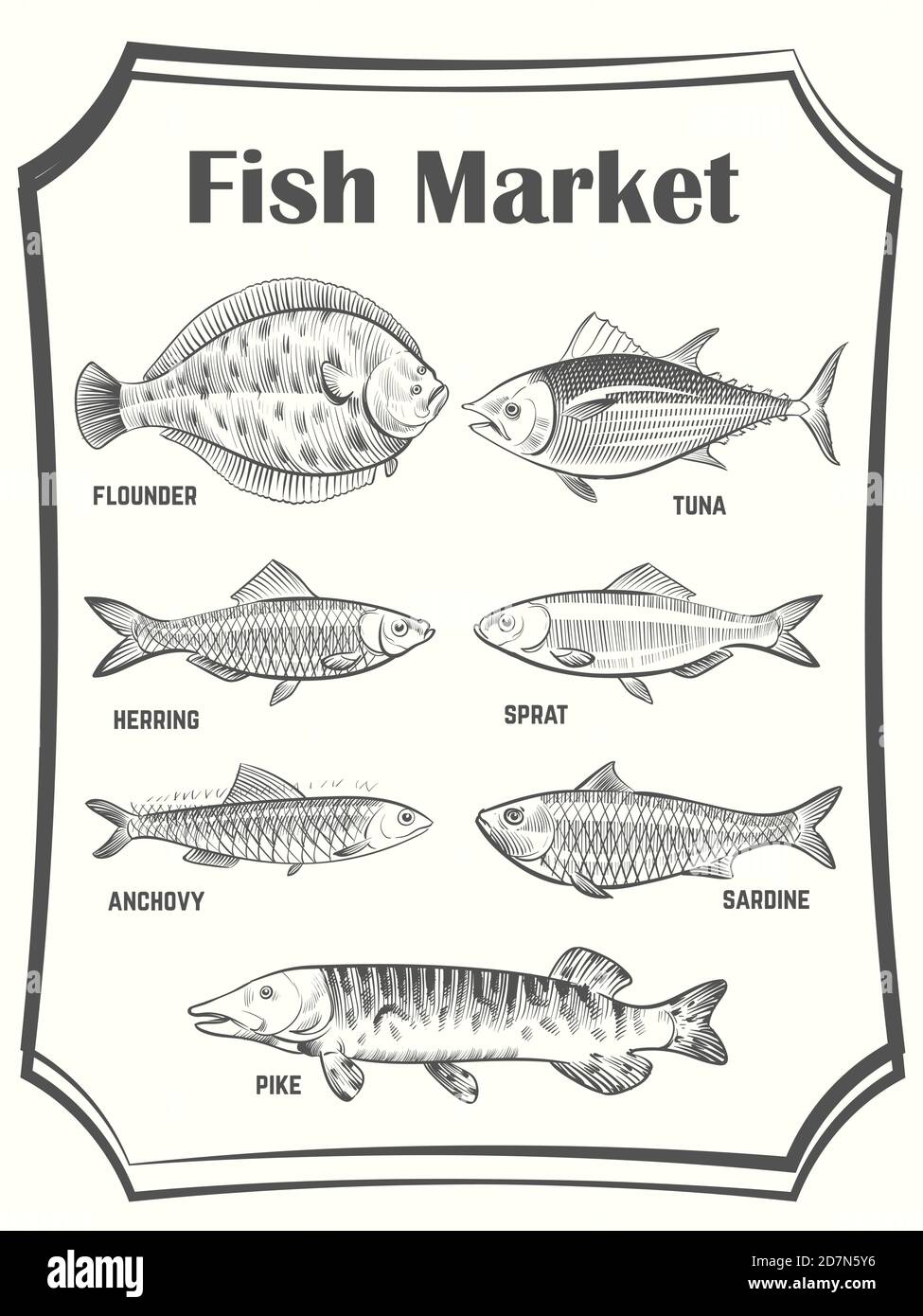 Dibujo a mano de diferentes peces vector póster plantilla. Banner del mercado de pescado. Ilustración del mercado de mariscos, pescado para cocinar Ilustración del Vector