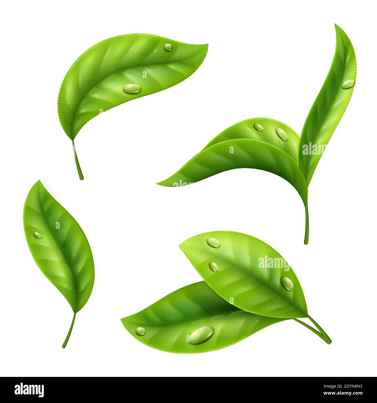 Hojas de té verde realista con gotas aisladas sobre fondo blanco. Ilustración de la hoja verde del té, planta orgánica fresca Ilustración del Vector