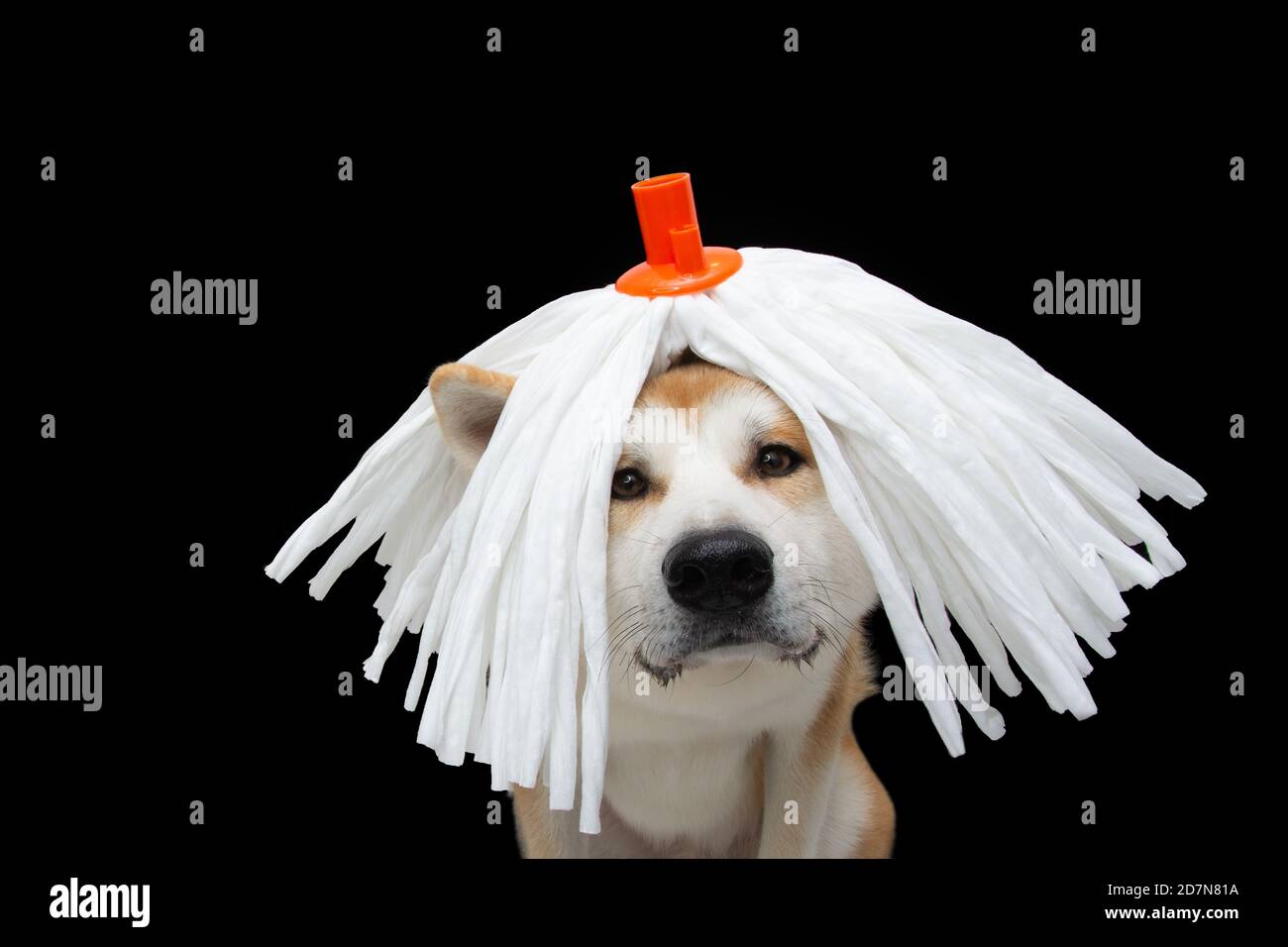 Divertido perro akita celebrando carnaval o Halloween con una mopa blanca.  Aislado sobre fondo negro Fotografía de stock - Alamy