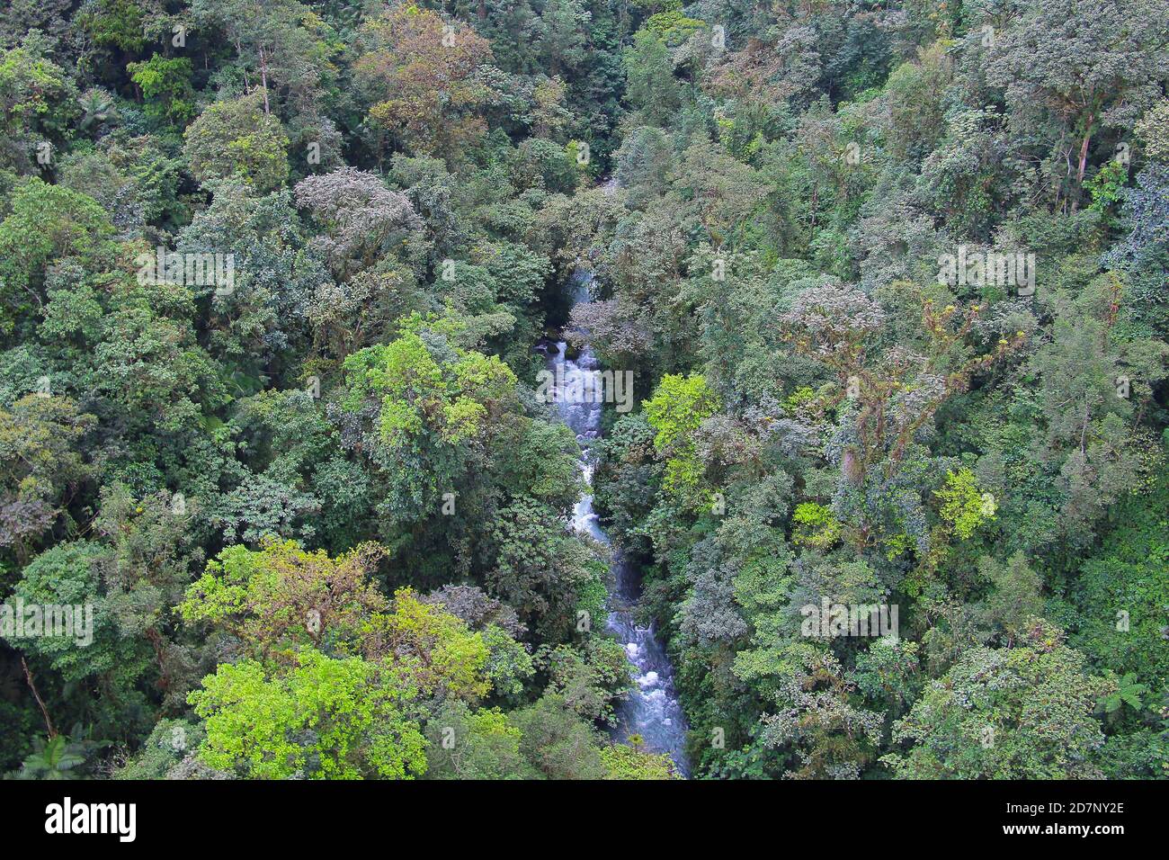 Bosques pluviales subtropicales fotografías e imágenes de alta