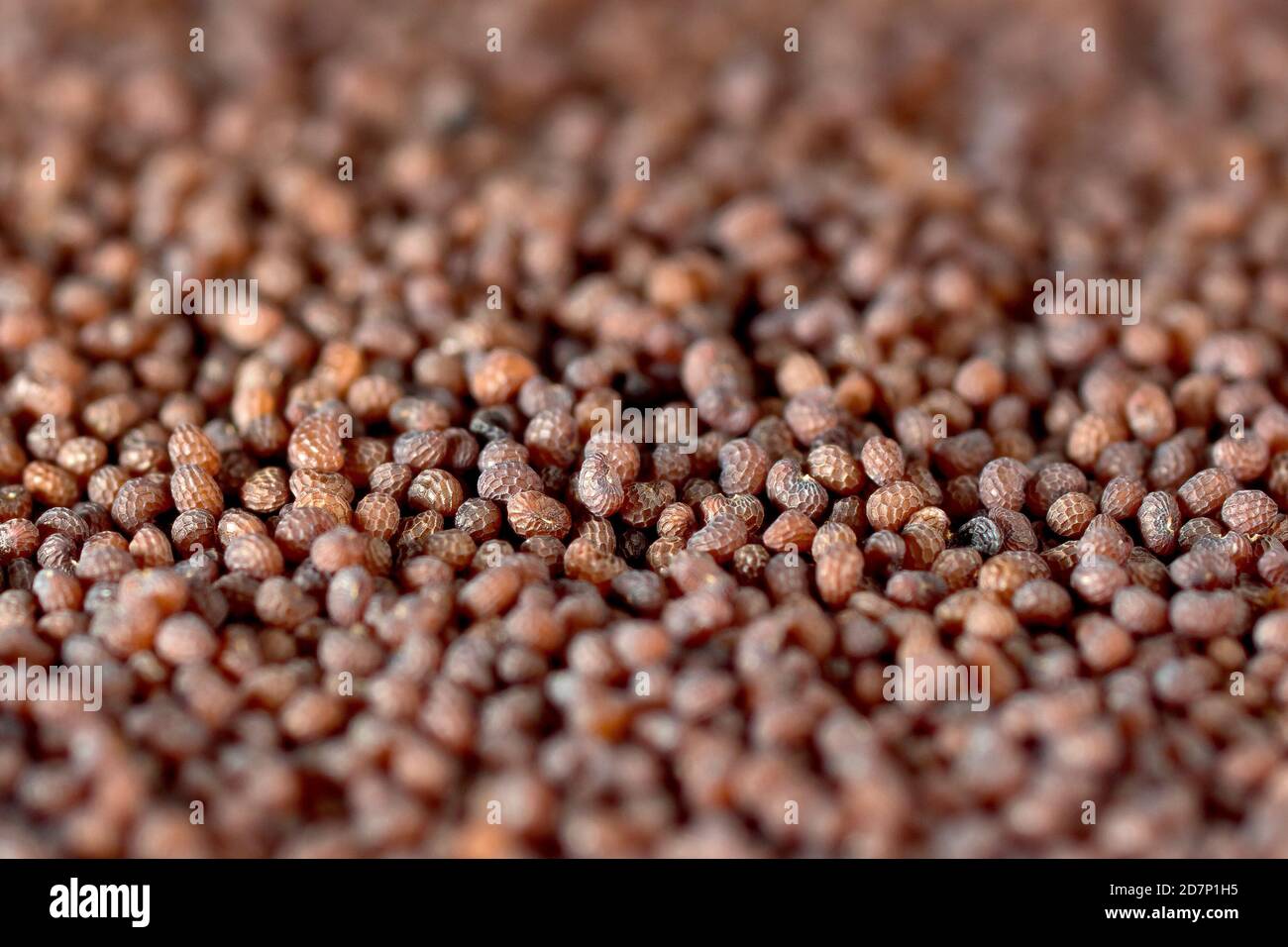 Primer plano mostrando una masa de semillas recolectadas de la amapola de cabeza larga (papaver dubium). Foto de stock