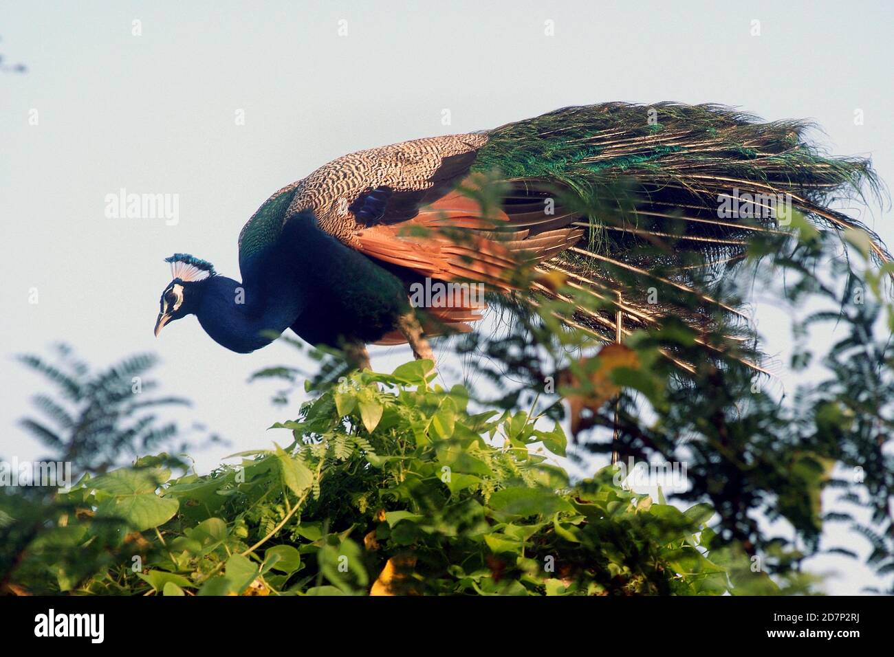 El pavo real indio, pavo cristatus, el ave nacional de la India