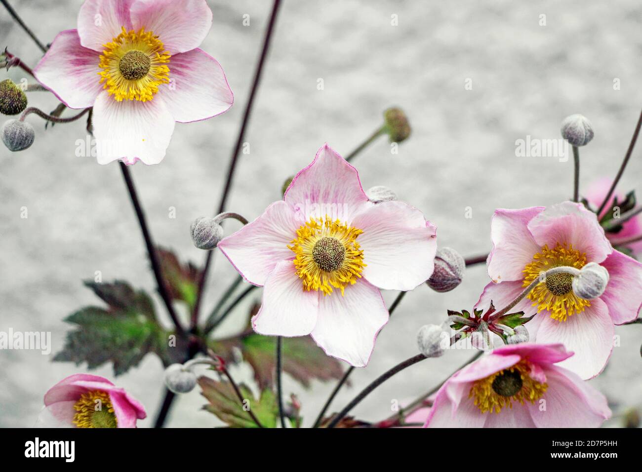 flores de anémona rosa en flor en el jardín Fotografía de stock - Alamy