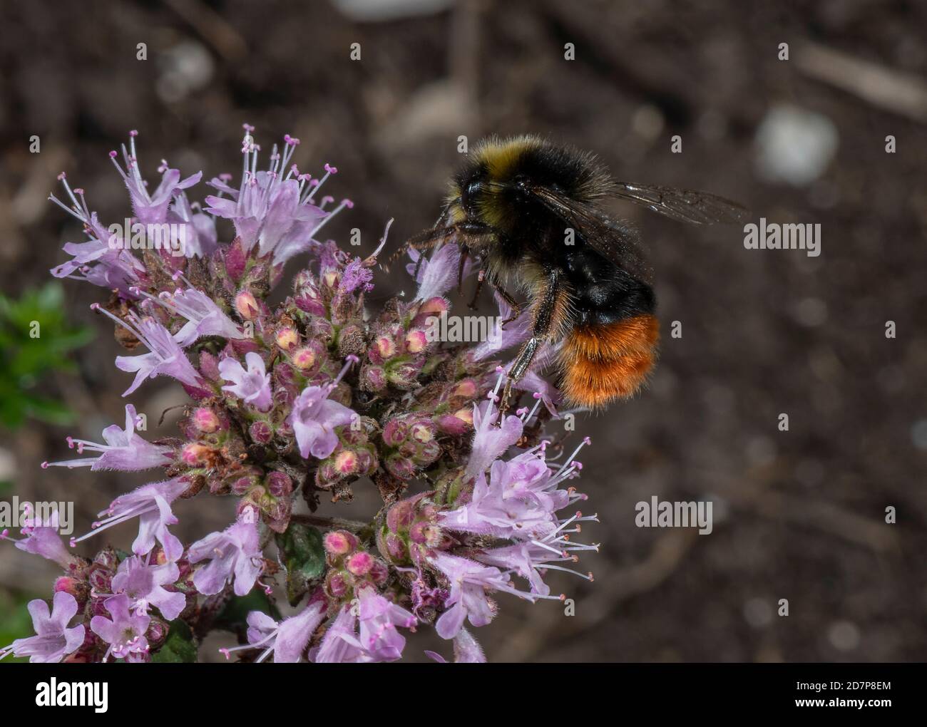 Macho de cola roja Bumble-abeja, Bombus lapidarius, alimentándose con flores de Marjoram. Dorset. Foto de stock