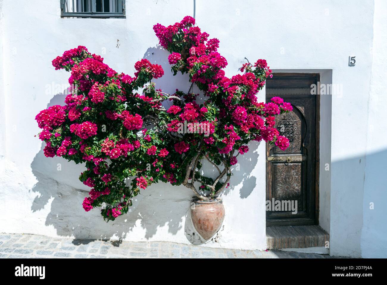 Buganvilla en una olla fotografías e imágenes de alta resolución - Alamy