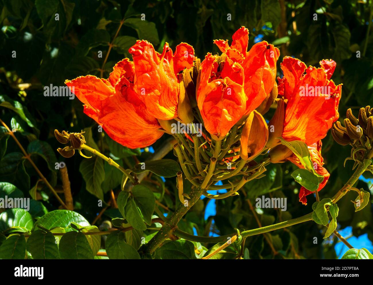 Tulipán mexicano fotografías e imágenes de alta resolución - Alamy