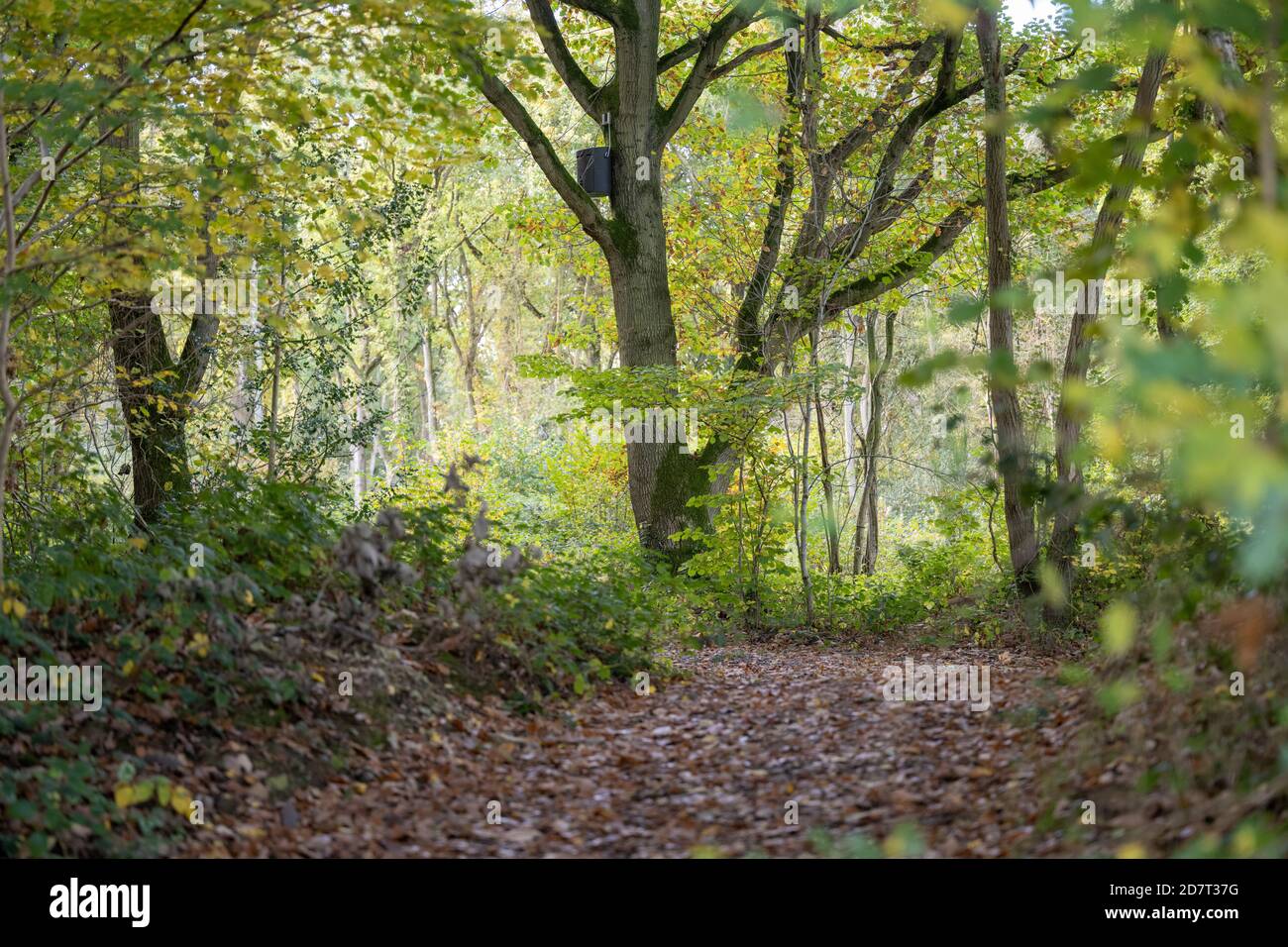 Bosques ingleses en otoño fotografías e imágenes de alta resolución Alamy